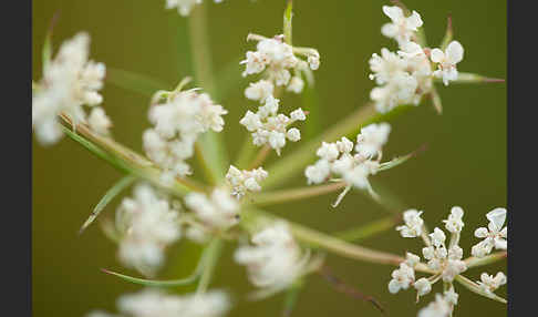 Wilde Möhre (Daucus carota)