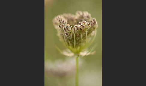 Wilde Möhre (Daucus carota)