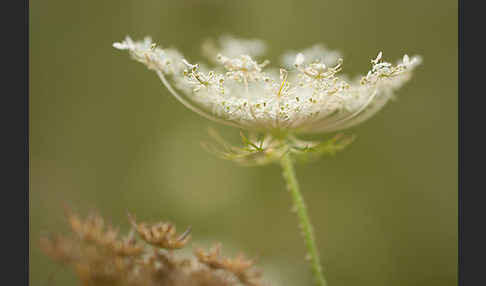 Wilde Möhre (Daucus carota)