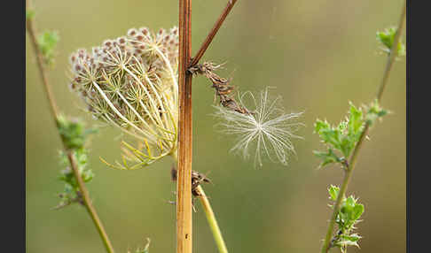 Wilde Möhre (Daucus carota)