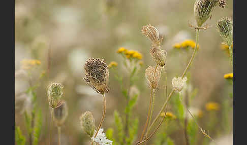 Wilde Möhre (Daucus carota)