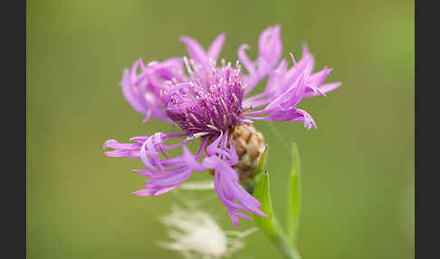 Wiesen-Flockenblume (Centaurea jacea)