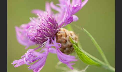 Wiesen-Flockenblume (Centaurea jacea)