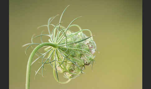 Wilde Möhre (Daucus carota)