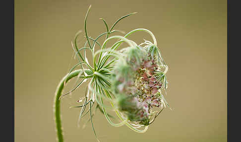 Wilde Möhre (Daucus carota)