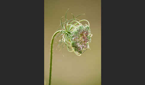 Wilde Möhre (Daucus carota)