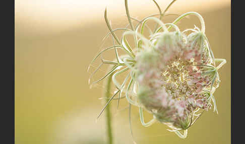 Wilde Möhre (Daucus carota)