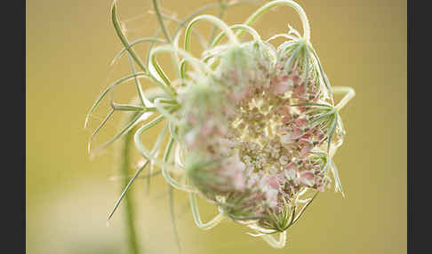 Wilde Möhre (Daucus carota)