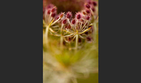 Wilde Möhre (Daucus carota)