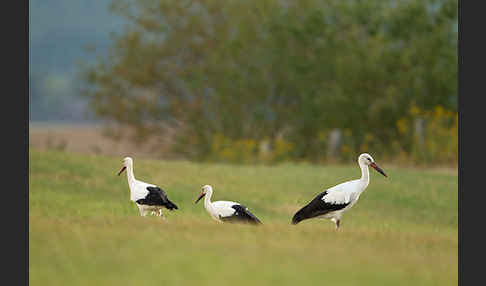 Weißstorch (Ciconia ciconia)