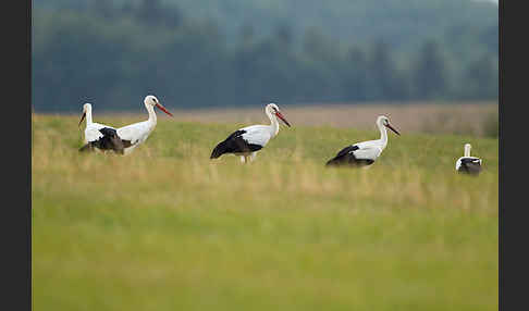 Weißstorch (Ciconia ciconia)