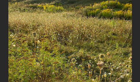 Wilde Möhre (Daucus carota)