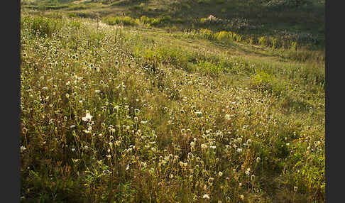 Wilde Möhre (Daucus carota)