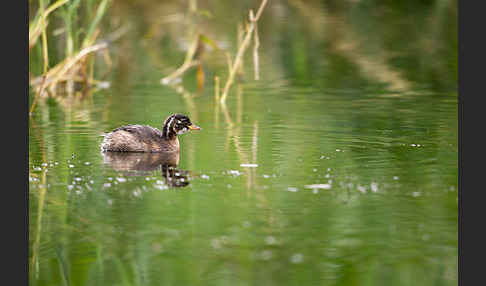 Zwergtaucher (Tachybaptus ruficollis)