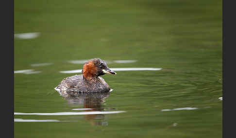 Zwergtaucher (Tachybaptus ruficollis)