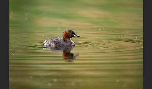 Zwergtaucher (Tachybaptus ruficollis)