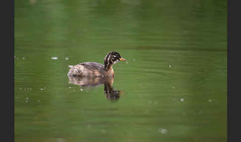 Zwergtaucher (Tachybaptus ruficollis)