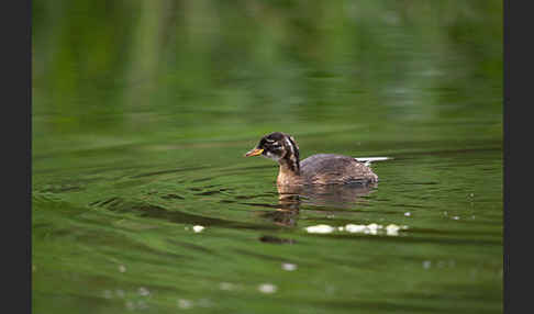 Zwergtaucher (Tachybaptus ruficollis)