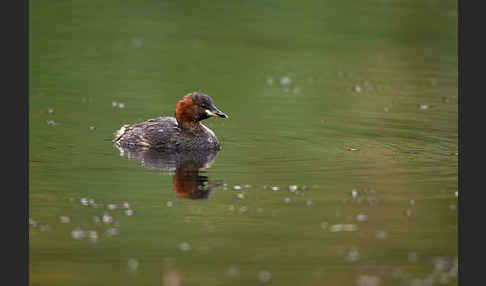 Zwergtaucher (Tachybaptus ruficollis)