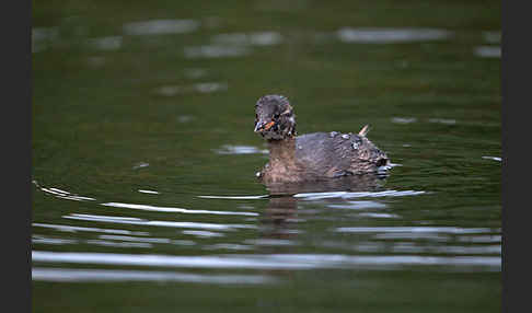 Zwergtaucher (Tachybaptus ruficollis)