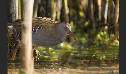 Wasserralle (Rallus aquaticus)