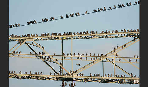 Star (Sturnus vulgaris)