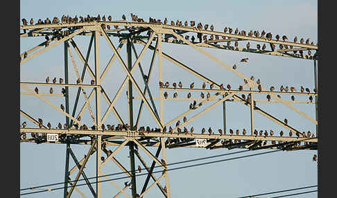 Star (Sturnus vulgaris)