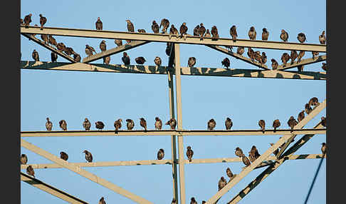 Star (Sturnus vulgaris)