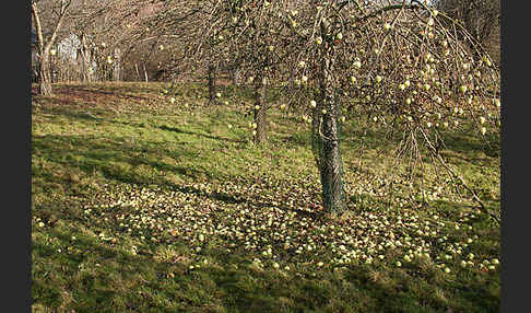 Streuobstwiese (meadow orchard)