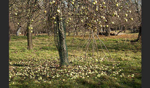 Streuobstwiese (meadow orchard)