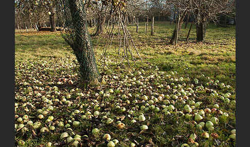 Streuobstwiese (meadow orchard)