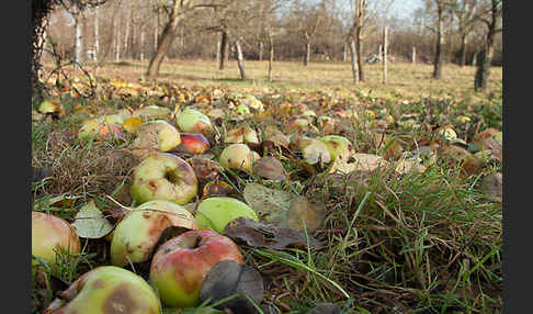 Streuobstwiese (meadow orchard)