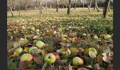 Streuobstwiese (meadow orchard)