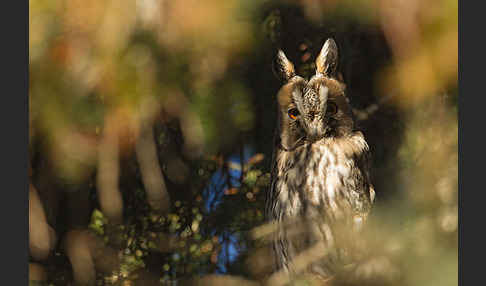 Waldohreule (Asio otus)