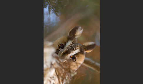 Waldohreule (Asio otus)