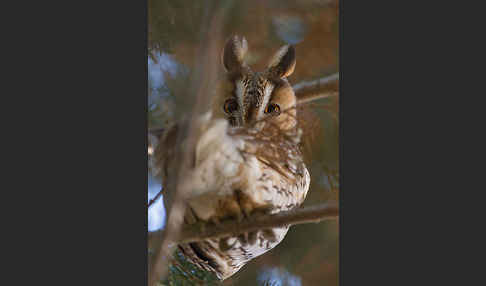 Waldohreule (Asio otus)