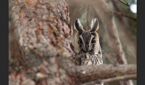 Waldohreule (Asio otus)