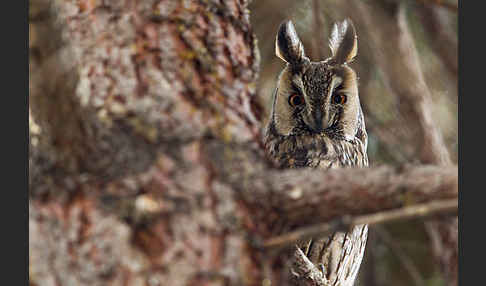 Waldohreule (Asio otus)