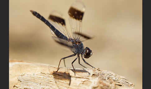 Nördlicher Treuer Kurzpfeil (Brachythemis impartita)