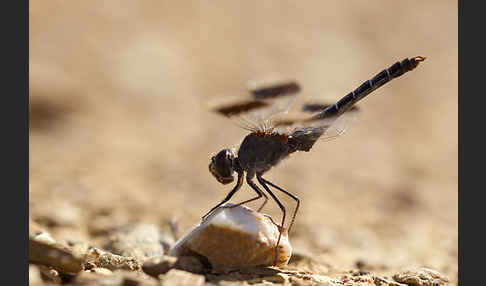 Nördlicher Treuer Kurzpfeil (Brachythemis impartita)