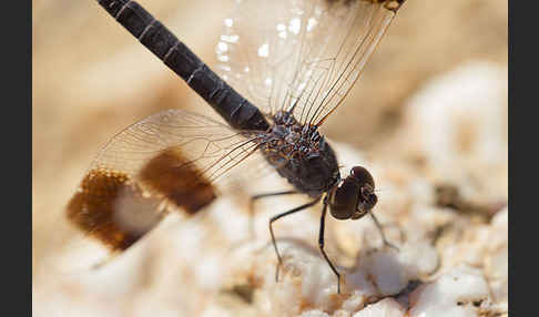 Nördlicher Treuer Kurzpfeil (Brachythemis impartita)