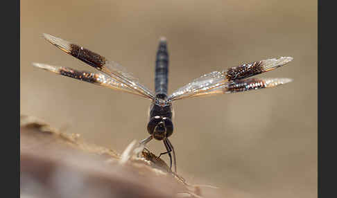 Nördlicher Treuer Kurzpfeil (Brachythemis impartita)