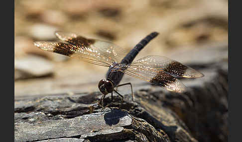 Nördlicher Treuer Kurzpfeil (Brachythemis impartita)