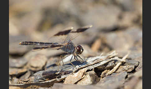 Nördlicher Treuer Kurzpfeil (Brachythemis impartita)