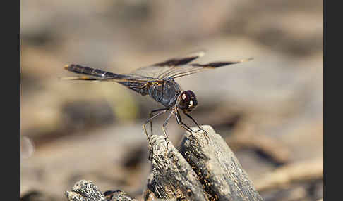 Nördlicher Treuer Kurzpfeil (Brachythemis impartita)