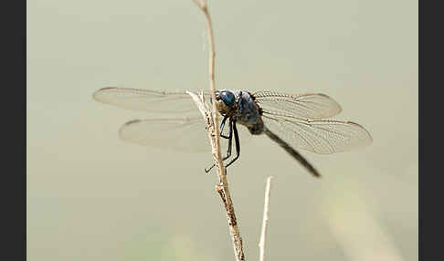 Langer Blaupfeil (Orthetrum trinacria)