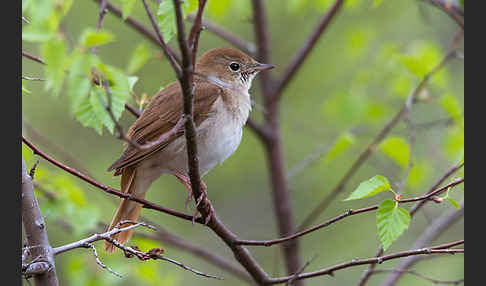 Nachtigall (Luscinia megarhynchos)