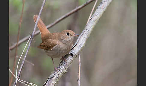 Nachtigall (Luscinia megarhynchos)