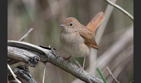 Nachtigall (Luscinia megarhynchos)