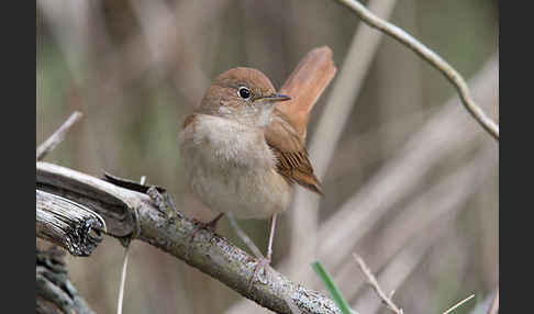 Nachtigall (Luscinia megarhynchos)